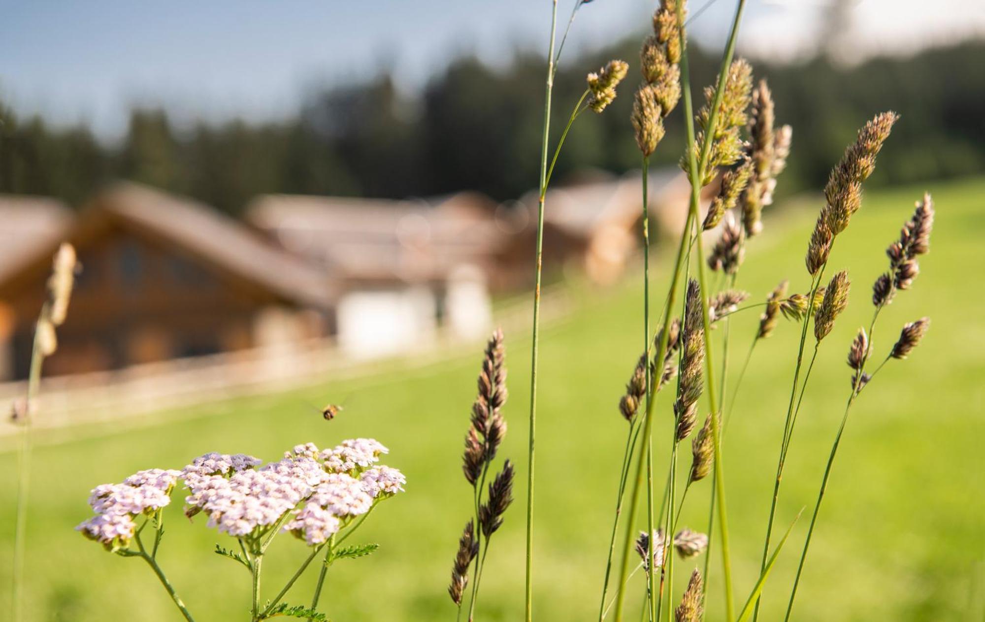 Lerchpeuntgut Alpenfreud Apartments Tamsweg Exteriör bild